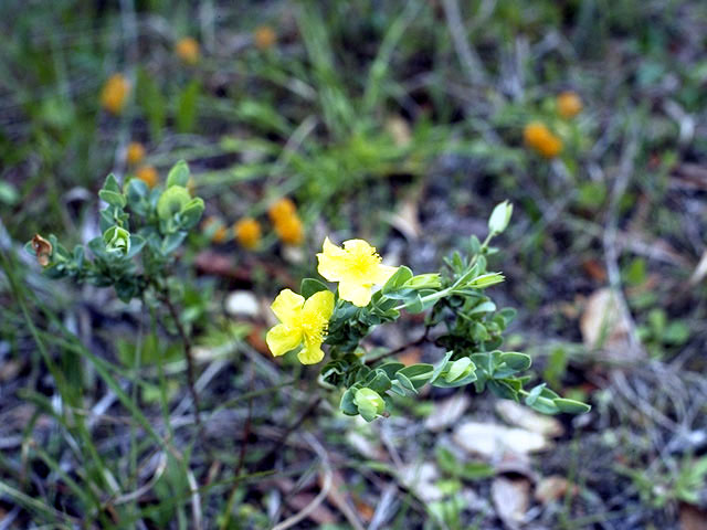 Hypericum tetrapetalum (Fourpetal st. john's-wort) #1817