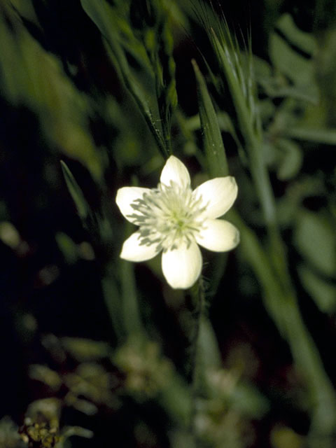 Platystemon californicus (Creamcups) #1820