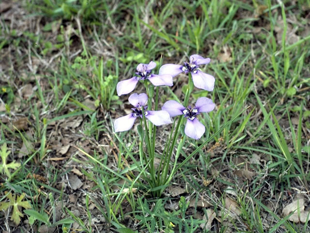 Herbertia lahue (Prairie nymph) #1827