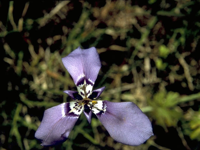 Herbertia lahue (Prairie nymph) #1831