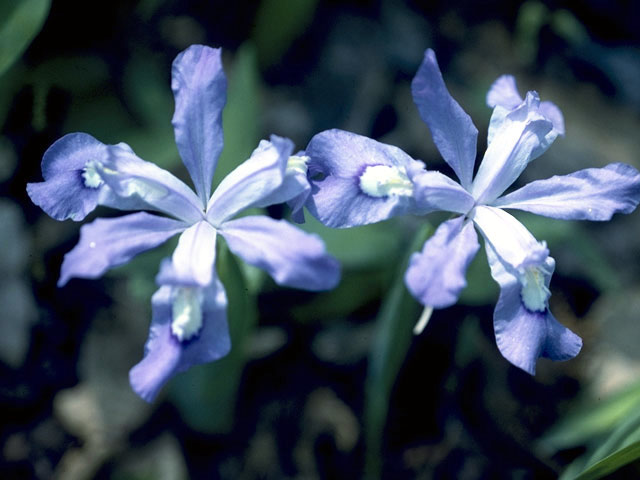 Iris cristata (Dwarf crested iris) #1837