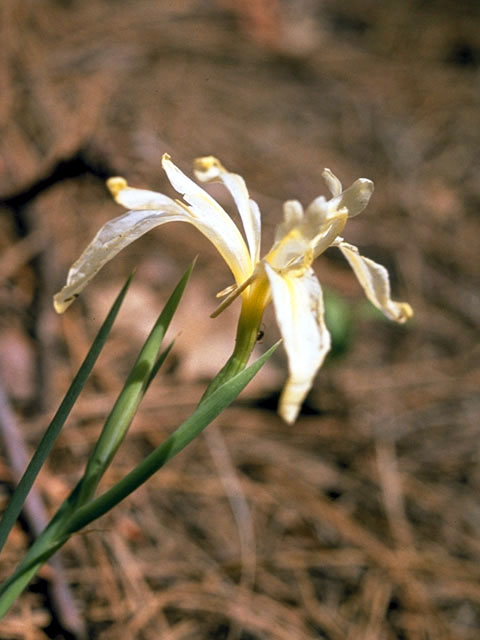 Iris hartwegii (Rainbow iris) #1851