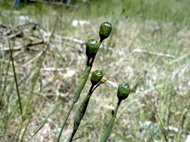 Nemastylis geminiflora (Prairie celestials) #1905