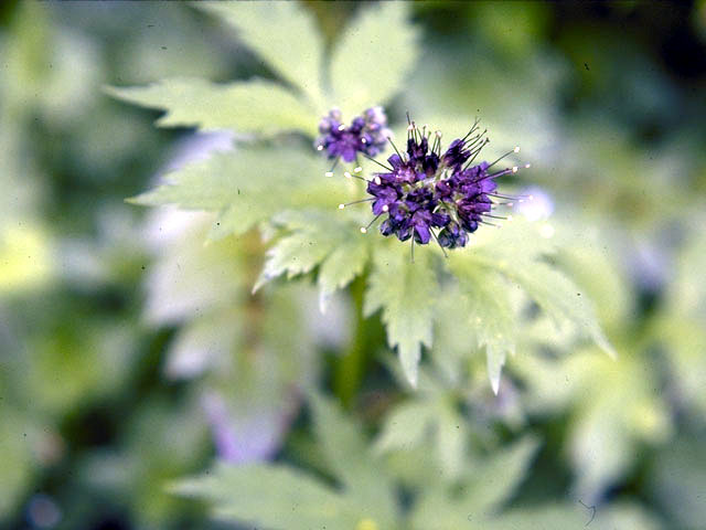 Hydrophyllum fendleri (Fendler's waterleaf) #1924