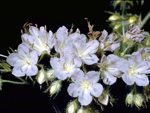 Hydrophyllum macrophyllum (Largeleaf waterleaf) #1926