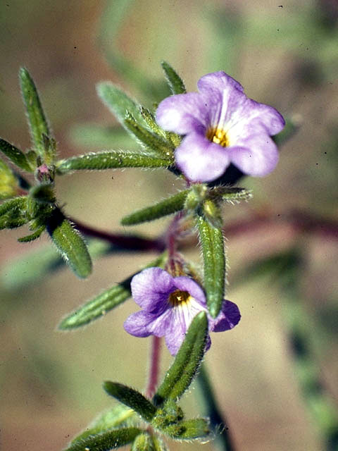 Nama hispidum (Sand bells) #1939