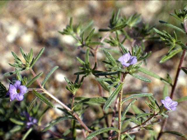 Nama hispidum (Sand bells) #1940