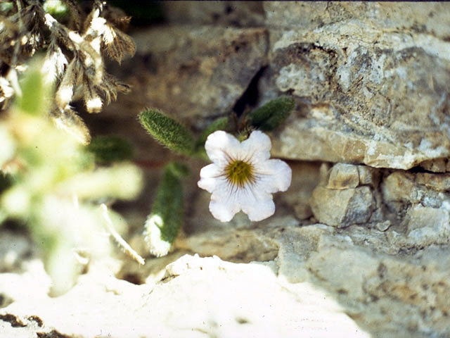 Nama xylopodum (Yellowseed fiddleleaf) #1947