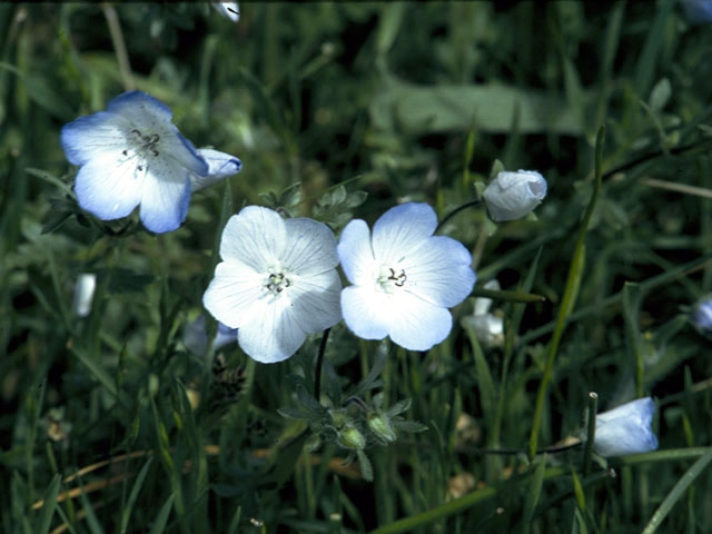 Nemophila menziesii (Baby blue eyes) #1953