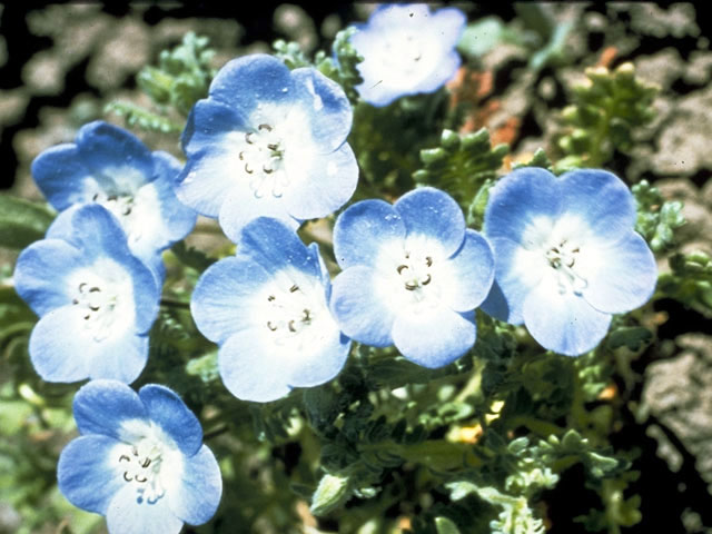 Nemophila menziesii (Baby blue eyes) #1954