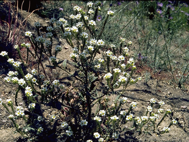 Phacelia brachyloba (Shortlobe phacelia) #1964