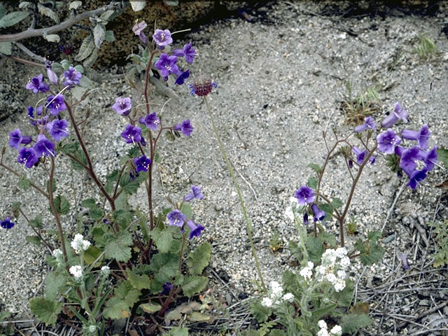 Phacelia campanularia (Desert bells) #1968