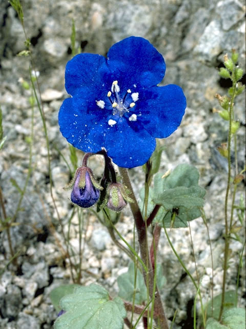 Phacelia campanularia (Desert bells) #1971