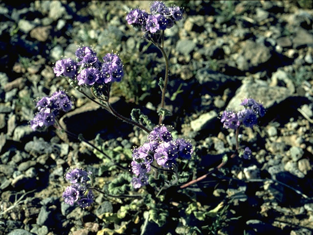 Phacelia crenulata (Cleft-leaf wild heliotrope) #1985