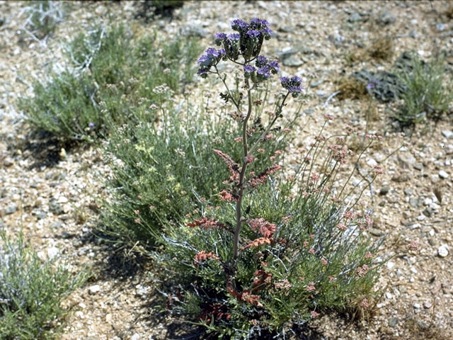 Phacelia crenulata (Cleft-leaf wild heliotrope) #1987