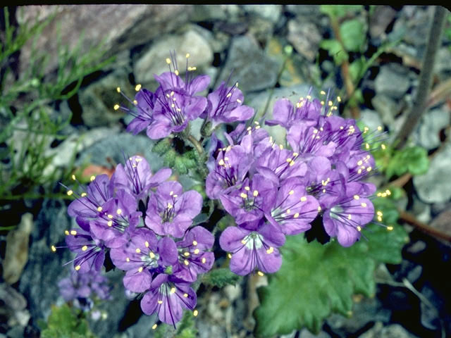 Phacelia crenulata (Cleft-leaf wild heliotrope) #1988