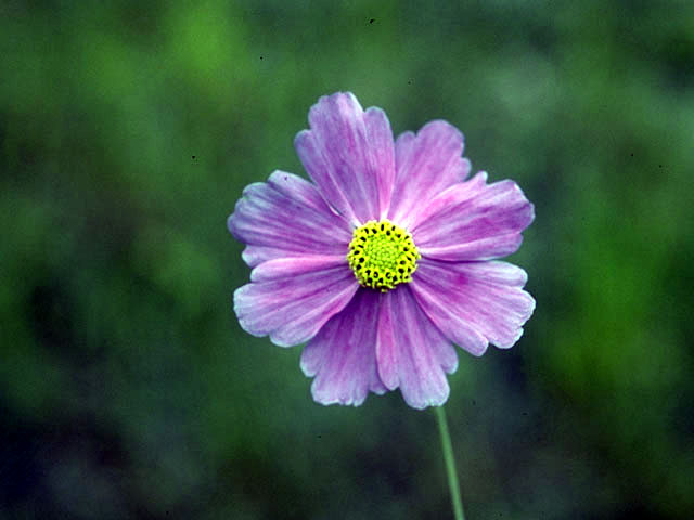 Coreopsis nudata (Georgia tickseed) #2002