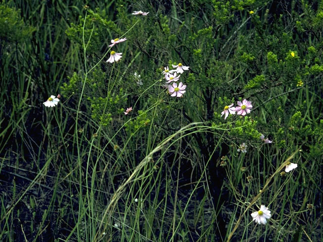 Coreopsis nudata (Georgia tickseed) #2004