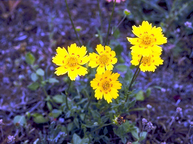 Coreopsis nuecensis (Crown tickseed) #2007