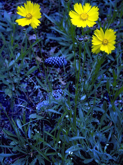 Coreopsis nuecensis (Crown tickseed) #2008