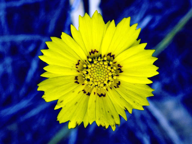 Coreopsis nuecensis (Crown tickseed) #2009