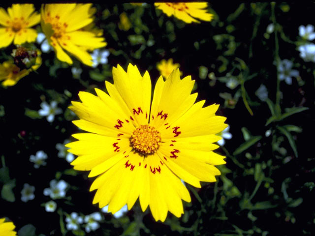 Coreopsis nuecensis (Crown tickseed) #2010