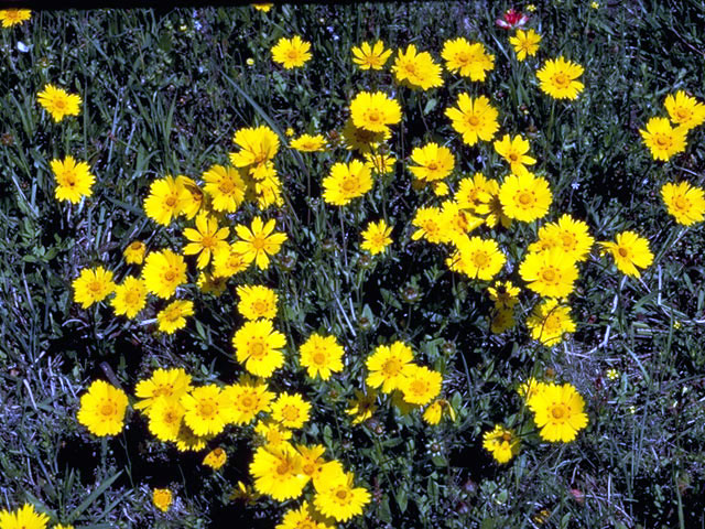 Coreopsis nuecensis (Crown tickseed) #2011