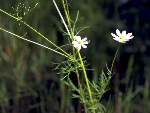 Cosmos parviflorus (Southwestern cosmos) #2033