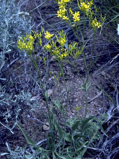 Crepis intermedia (Limestone hawksbeard) #2039