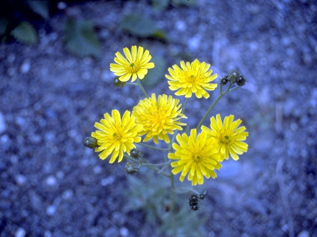 Crepis modocensis (Modoc hawksbeard) #2040