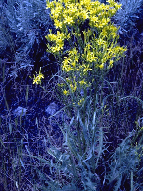 Crepis occidentalis (Largeflower hawksbeard) #2041