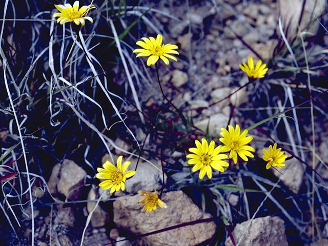 Crocidium multicaule (Common spring-gold) #2045