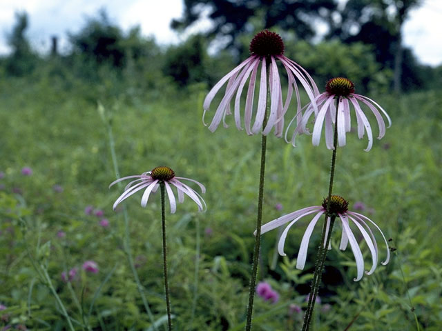 Echinacea sanguinea (Sanguine purple coneflower) #2071