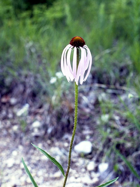 Echinacea laevigata (Smooth purple coneflower) #2073