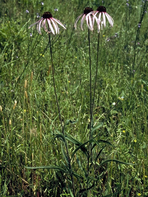 Echinacea sanguinea (Sanguine purple coneflower) #2089