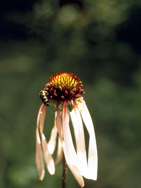 Echinacea sanguinea (Sanguine purple coneflower) #2092