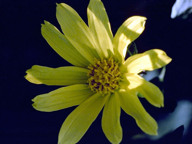 Encelia californica (California brittlebush) #2093