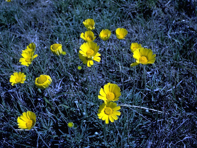 Encelia scaposa (Onehead brittlebush) #2102