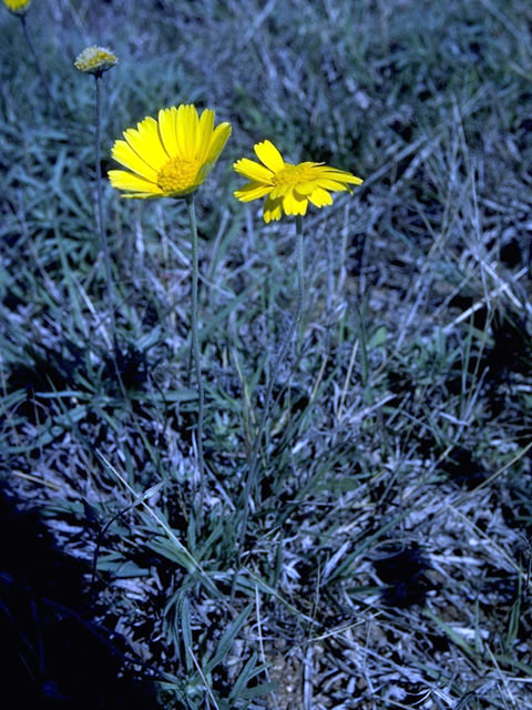 Encelia scaposa (Onehead brittlebush) #2103