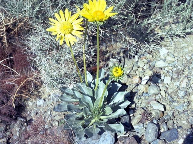 Enceliopsis argophylla (Silverleaf sunray) #2106