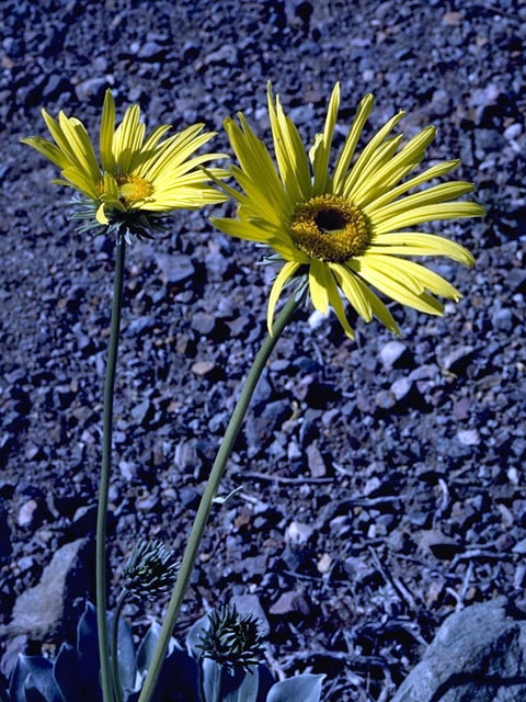 Enceliopsis covillei (Panamint daisy) #2107