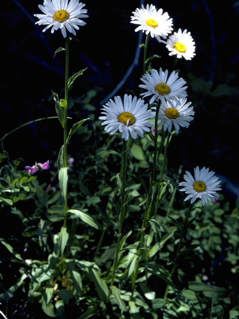 Erigeron coulteri (Large mountain fleabane) #2131