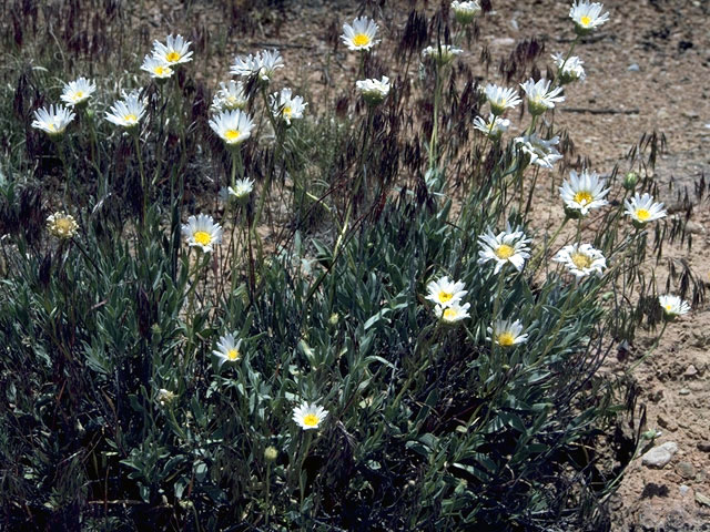 Erigeron formosissimus (Beautiful fleabane) #2139