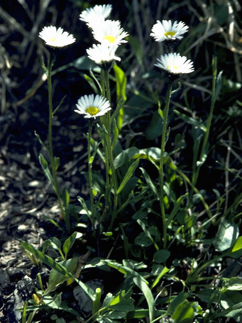 Erigeron glabellus (Streamside fleabane) #2140