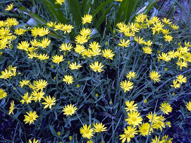 Erigeron linearis (Desert yellow fleabane) #2148