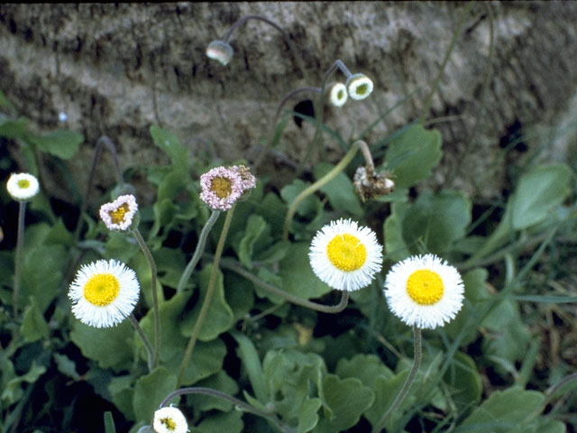 Erigeron procumbens (Corpus christi fleabane) #2154