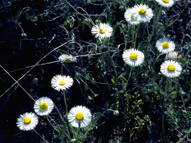 Erigeron flagellaris (Trailing fleabane) #2155