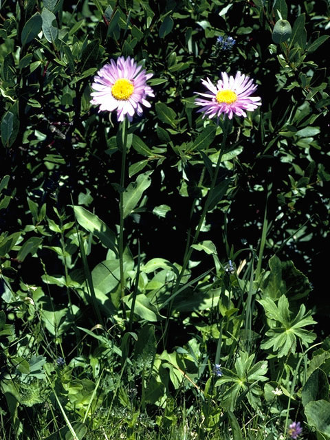 Erigeron peregrinus (Subalpine fleabane) #2157