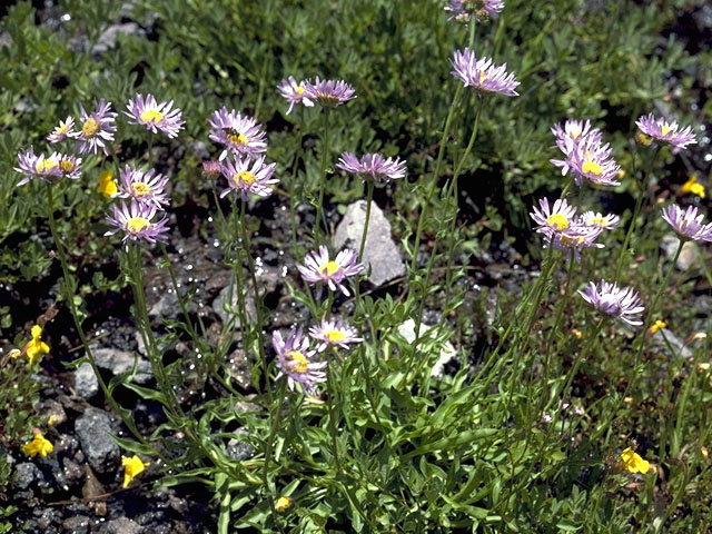 Erigeron peregrinus (Subalpine fleabane) #2161