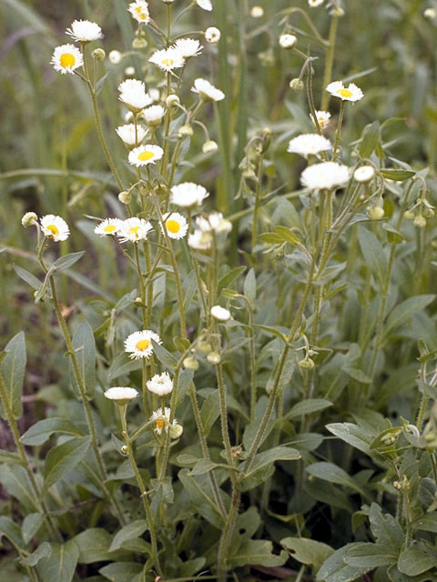 Erigeron philadelphicus (Philadelphia fleabane) #2162